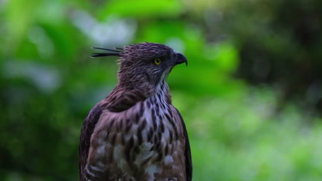 Looking-to-the-right-while-its-crest-is-up-then-uses-it-bill-to-clean-its-feathers-on-its-chest,-Pinsker's-Hawk-eagle-Nisaetus-pinskeri,-Philippines