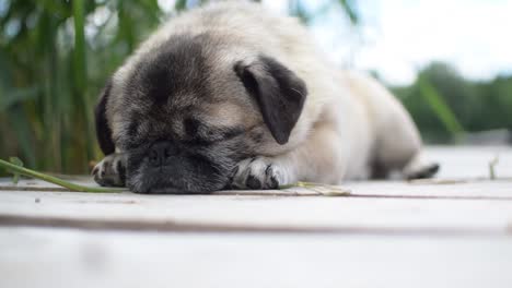 Tired-pug-puppy,-laying-at-the-wooden-bench-while-grass-moves-slowly-on-the-wind-behind-him