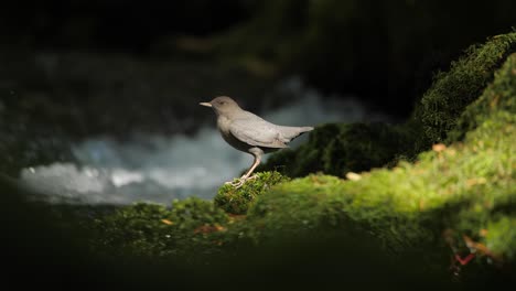 Slow-Motion-Closeup-of-American-Dipper-by-a-River