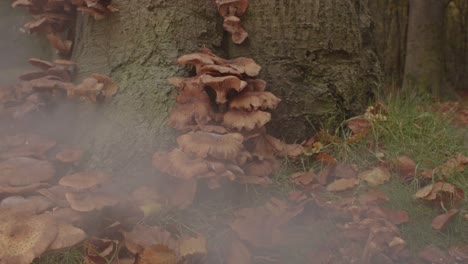 dolly-out-of-Mist-flowing-over-Beautiful-Honey-Fungus-Mushroom-at-base-of-tree