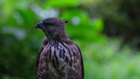 Looking-over-its-right-shoulder-and-turns-its-head-to-the-right-while-shaking,-Pinsker's-Hawk-eagle-Nisaetus-pinskeri,-Philippines