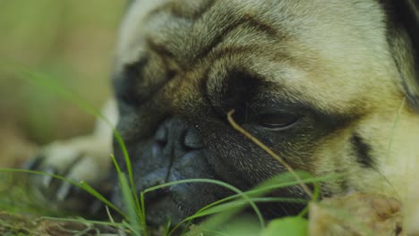 Close-up-of-pug-dog-laying-down-in-the-grass,-peacefully-relaxing-and-blinking-with-his-eyes