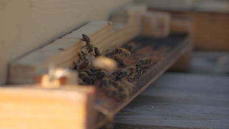 Zeitlupe-Nahaufnahme-Von-Honigbienen,-Die-Im-Bienenstock-Fliegen