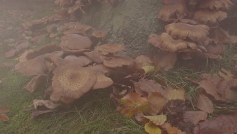 Large-amount-of-Mist-flowing-over-Beautiful-Honey-Fungus-Mushroom-at-base-of-tree