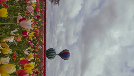 4k-Video-Im-Hochformat-Mit-Tulpenblumen-Im-Vordergrund-Und-Heißluftballons-In-Der-Ferne,-Die-Auf-Der-Holzschuh-Tulpenfarm-Portland-Oregon-Aufsteigen,-Mit-Wunderschönen-Geschwollenen-Wolken-Am-Himmel
