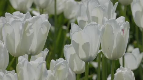Weiße-Tulpen-Mit-Grünen-Stielen,-Die-In-Voller-Blüte-Im-Wind-Wehen