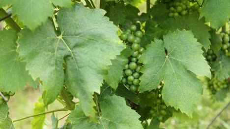 Vineyard.-Unripe-green-grapes-in-the-countryside