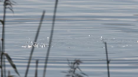 Blässhuhn-Kleiner-Wasservogel,-Der-Ins-Wasser-Taucht