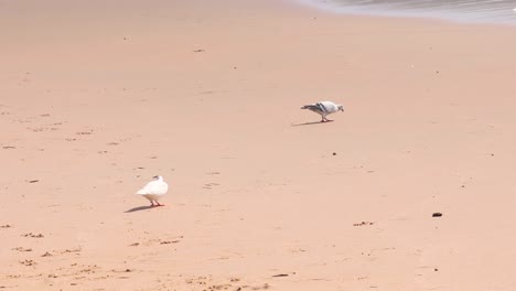 animal-wildlife-pigeons-bird-walking-on-tropical-nature-sand-beach-with-beautiful-yellow-sand-background