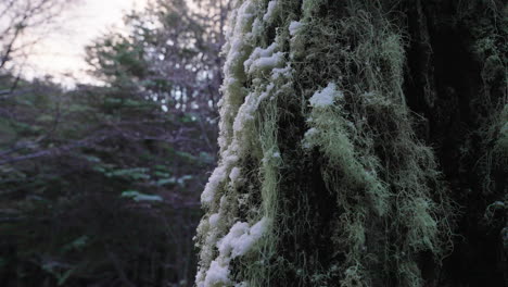 Nieve-Sobre-Un-árbol-Antiguo-Lleno-De-Pelos-Verdes-Al-Amanecer-En-El-Bosque-Con-Nieve-Ligera