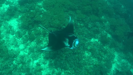 Mantarraya-Nadando-Sobre-Arrecifes-De-Coral-Filmada-Desde-Arriba