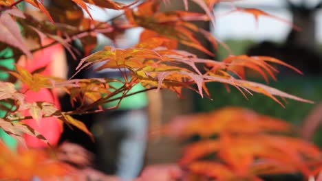 Rote-Herbstblätter-Aus-Japanischem-Ahorn,-Sonnenstrahlen,-Windschaukel-Und-Menschen-Im-Hintergrund-Verschwommen