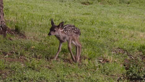Baby-deer-fawn-with-spots-barely-walking-in-the-forest-for-nearly-the-first-time-in-a-forest-with-green-understory-in-Oregon-pacific-northwest-near-california