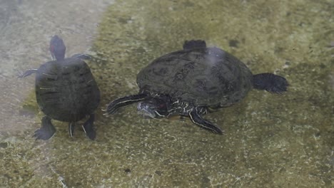 Mittelgroße-Schildkröten-Schwimmen-Im-Sauberen-Teich,-Natürlicher-Lebensraum