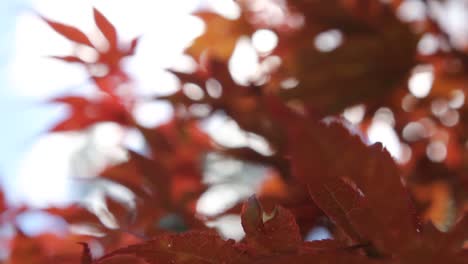 Rote-Herbstblätter-Aus-Japanischem-Ahorn,-Sonnenstrahlen,-Windschaukel