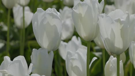 Enge-Nahaufnahme-Von-Weißen-Tulpen,-Die-Im-Wind-Wehen,-Mit-Einem-Langsamen-Schwenk-Links-Von-Der-Kamera