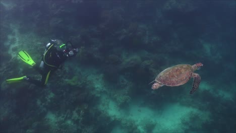 Female-scuba-diver-filming-green-sea-turtle-with-GoPro-underwater-camera