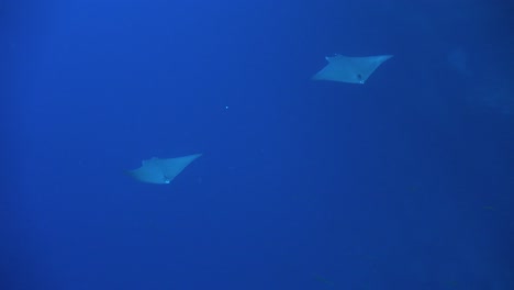Zwei-Mobula-Rochen-Schwimmen-Im-Tiefblauen-Ozean