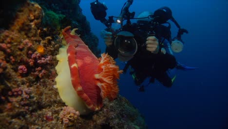 Underwater-photographer-taking-pictures-of-Spanish-Dancer-nudibranch