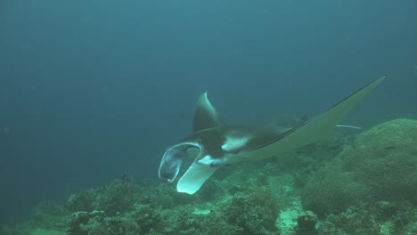 Manta-Ray-aclose-up-on-coral-reef-and-scuba-divers-in-background
