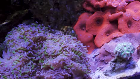 Oktopuskoralle-Und-Pilzkoralle-Im-Aquarium