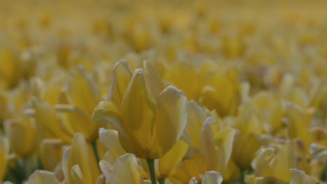 Nahaufnahme-Einer-Gelben-Tulpe-In-Voller-Blüte-Mit-Einem-Wunderschönen-Bokeh-Aus-Blumen-Im-Hintergrund-Auf-Einer-Berühmten-Beliebten-Tulpenfarm