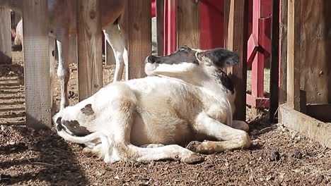 small-cow-lying-in-the-barn-while-scratching-her-back,-cute-animal-in-the-outdoor