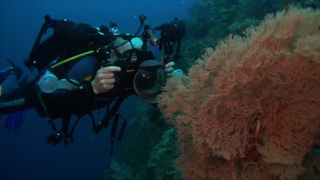 Underwater-photographer-takes-pictures-of-small-sea-fan-on-coral-reef