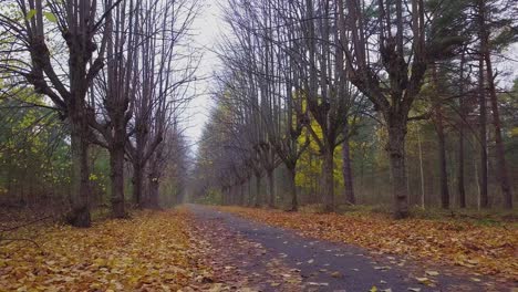 Establishing-view-of-the-autumn-linden-tree-alley,-leafless-trees,-empty-pathway,-yellow-leaves-of-a-linden-tree-on-the-ground,-idyllic-nature-scene-of-leaf-fall,-low-wide-drone-shot-moving-forward