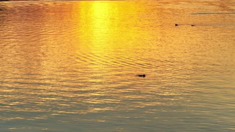 Einzelne-Seetaucher,-Die-Den-See-überqueren,-Reflektieren-Den-Spektakulären-Sonnenuntergang