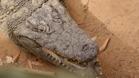 Closeup-of-Nile-Crocodile-face-4K