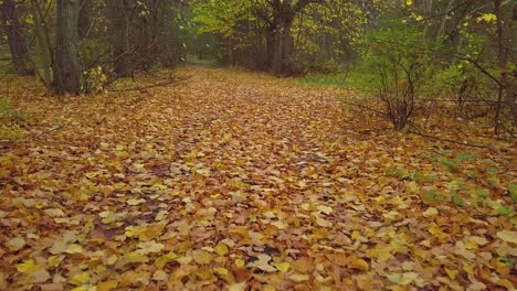 Beautiful-view-of-the-autumn-linden-tree-alley,-leafless-trees,-empty-pathway,-yellow-leaves-of-a-linden-tree-on-the-ground,-idyllic-nature-scene-of-leaf-fall,-wide-drone-shot-moving-forward-low