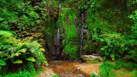 Paseos-Por-La-Naturaleza-En-La-Zona-Rural-De-Auckland,-Pequeña-Cascada