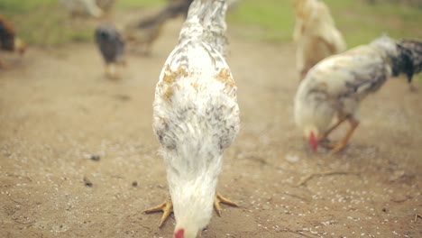 Close-up-gimbal-shot-of-rooster-eating-outdoors-on-farmyard