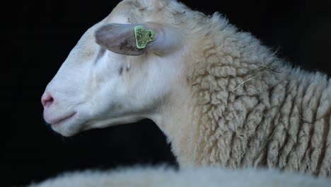 Close-Up-Side-View-Of-Sheep's-Head-Against-Black-Background