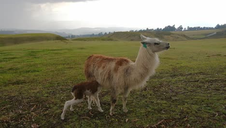 Llamas-at-the-pre-Colombian-ruins-of-Cochasqui,-outside-Quito,-Ecuador