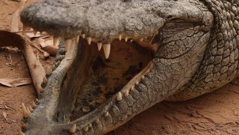 Closeup-of-nile-crocodile-with-open-mouth-4K