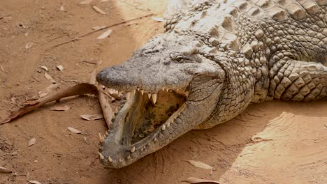 Nile-crocodile-with-open-mouth-breathing-4K