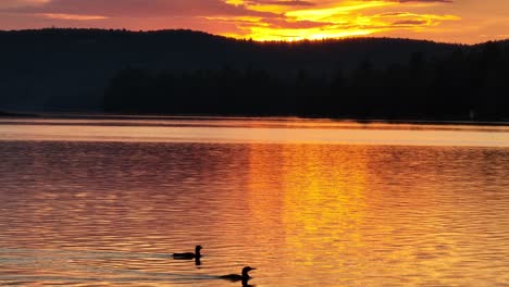 Spectacular-lake-view-of-wilderness-at-golden-hour-while-two-loons-pass-by