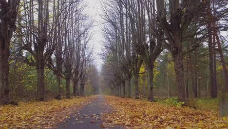 Establishing-view-of-the-autumn-linden-tree-alley,-leafless-trees,-empty-pathway,-yellow-leaves-of-a-linden-tree-on-the-ground,-idyllic-nature-scene-of-leaf-fall,-low-wide-drone-shot-moving-backward