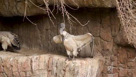 Cape-vulture-with-injured-wing-at-a-rehabilitation-centre
