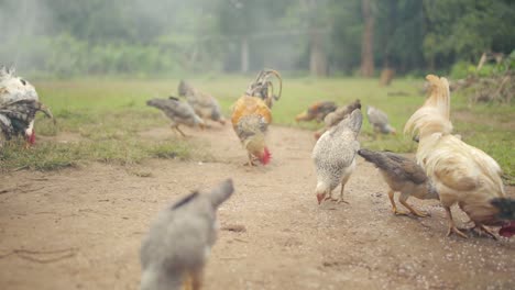 Low-POV-static-shot-of-chickens-and-roosters-eating-in-farmyard,-smoke-in-background