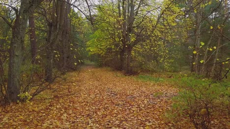 Establishing-view-of-the-autumn-linden-tree-alley,-leafless-trees,-empty-pathway,-yellow-leaves-of-a-linden-tree-on-the-ground,-idyllic-nature-scene-of-leaf-fall,-wide-drone-shot-moving-backward