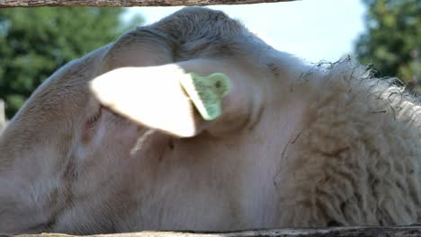 Close-Up-View-Of-Sheep-Turning-Head-Into-Bright-Sun-Shine