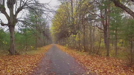 Establishing-view-of-the-autumn-linden-tree-alley,-leafless-trees,-empty-pathway,-yellow-leaves-of-a-linden-tree-on-the-ground,-idyllic-nature-scene-of-leaf-fall,-wide-drone-shot-moving-forward