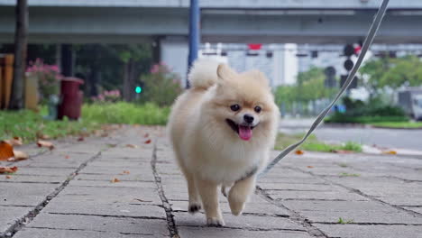 Slow-motion-of-a-playful-cute-Pomeranian-spitz-dog-are-running-towards-the-camera-on-the-street,-park
