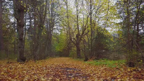 Establishing-view-of-the-autumn-linden-tree-alley,-leafless-trees,-empty-pathway,-yellow-leaves-of-a-linden-tree-on-the-ground,-idyllic-nature-scene-of-leaf-fall,-low-wide-drone-shot-moving-forward