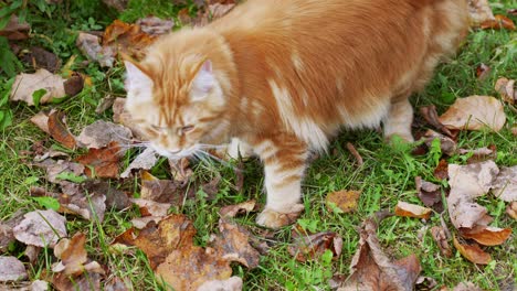 Majestic-red-Maine-coon-standing-on-grass-with-fallen-autumn-leaves