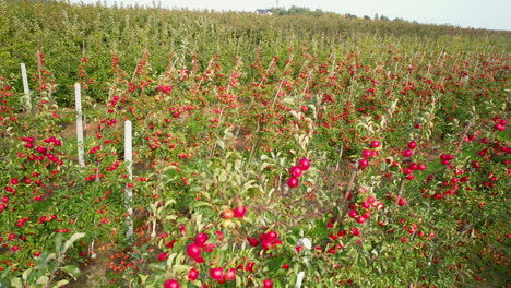 Rote-Apfelplantagenfelder-Im-Dorf-Straszyn-In-Der-Nähe-Von-Danzig-Im-Herbst