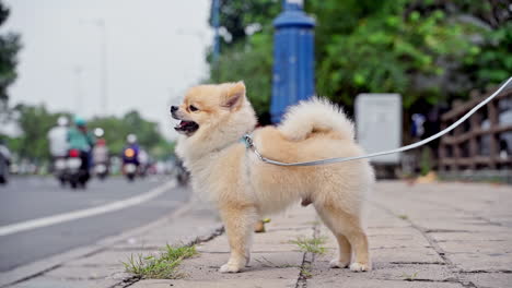 Pomeranian-spitz-dog-barks-on-the-street